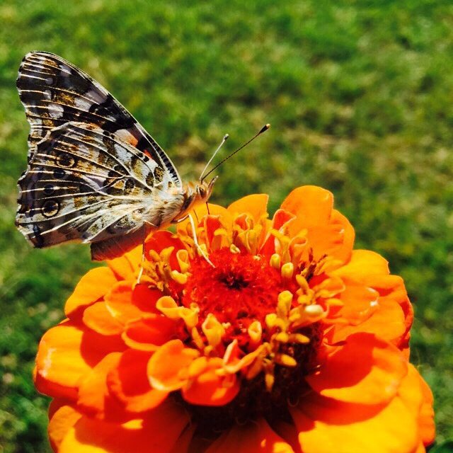 Gununuz guzel gecsintaken by nuraloruch nofilter natural butterfly iphone6